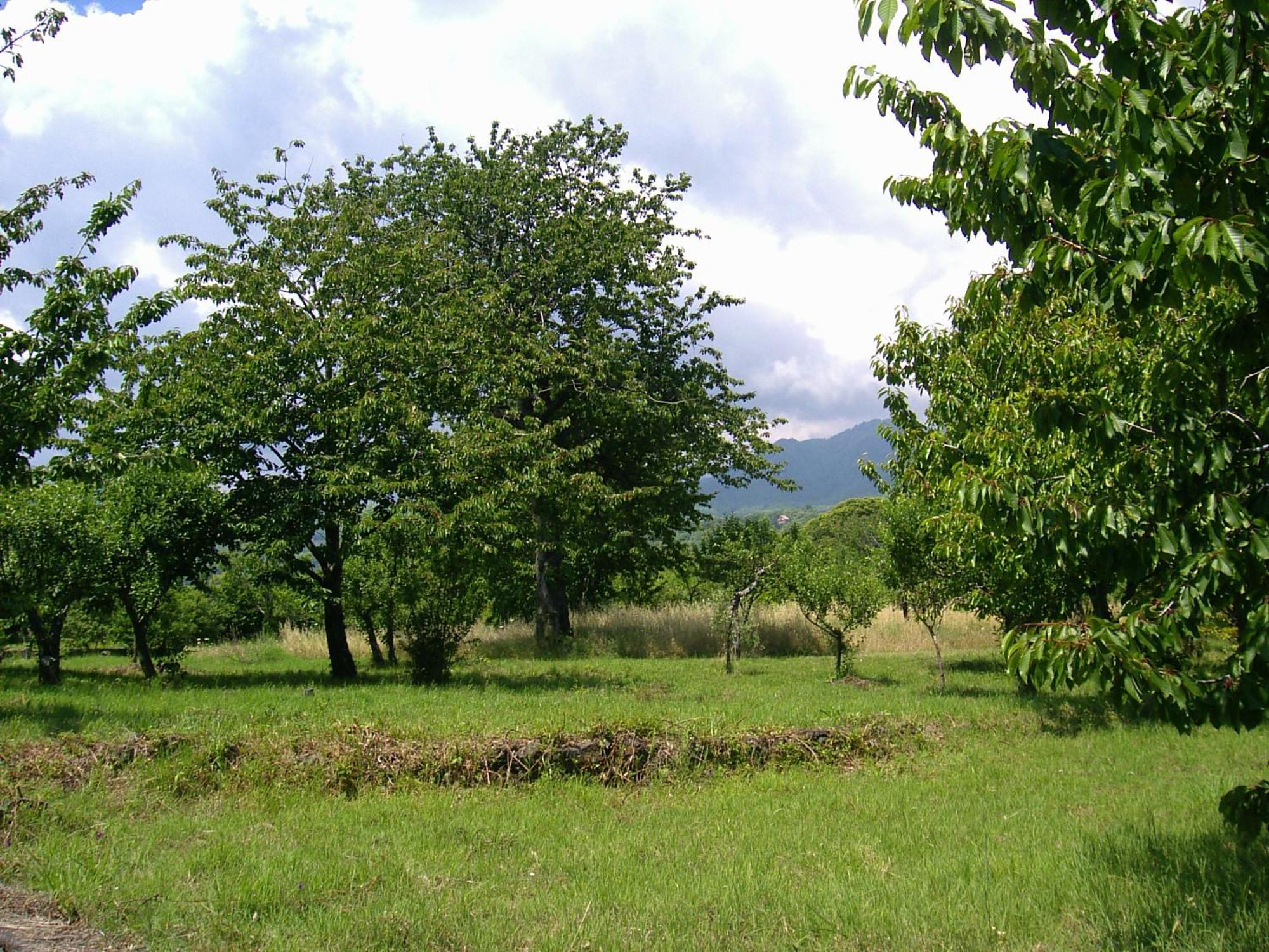 SantʼAlfioCirasellaetna别墅 外观 照片
