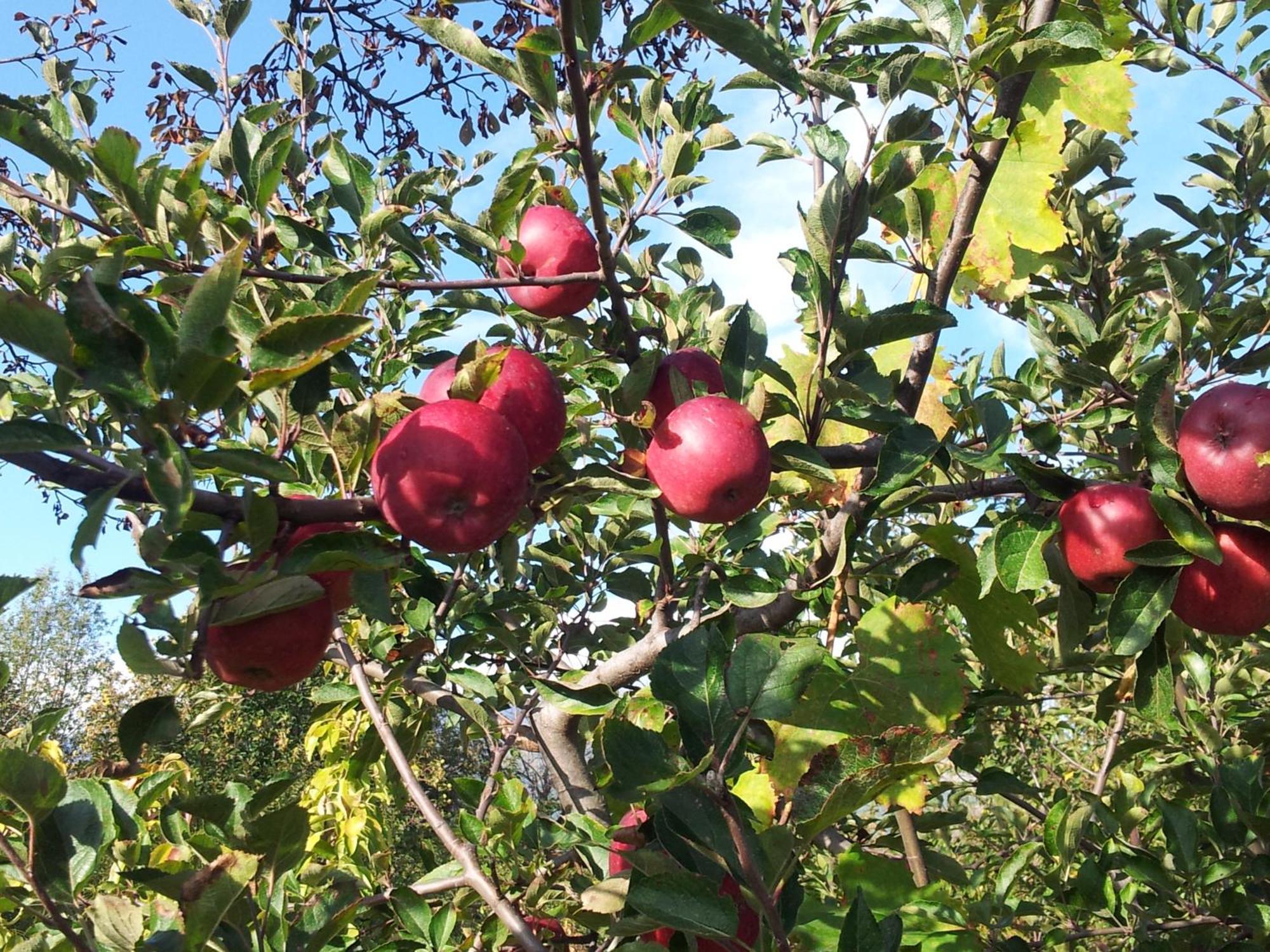 SantʼAlfioCirasellaetna别墅 外观 照片